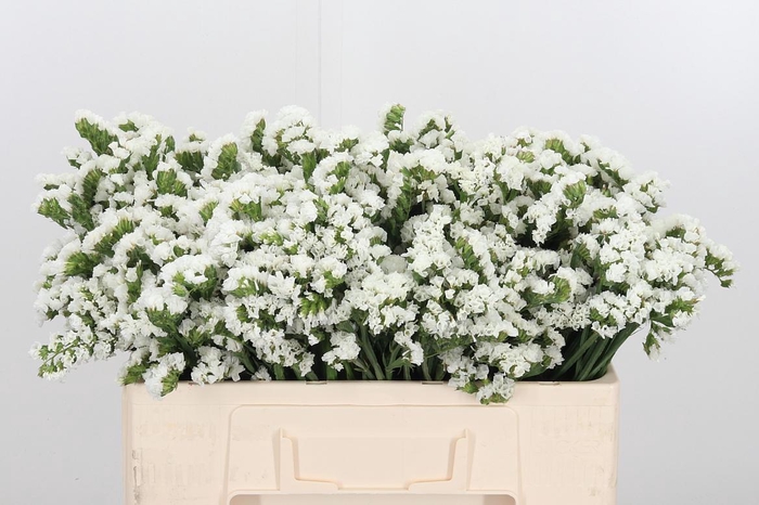 <h4>Statice White</h4>