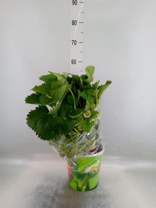 <h4>Fragaria ...</h4>