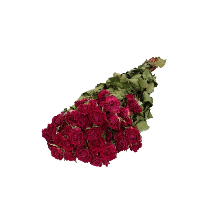 <h4>Dried flowers Rose spray 40cm x10</h4>