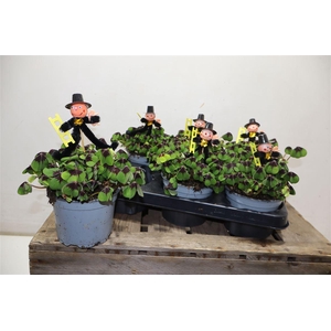 Oxalis Deppei + Schornsteinfeger