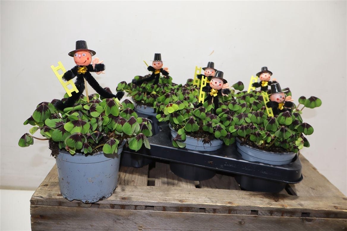 <h4>Oxalis Deppei + Schornsteinfeger</h4>