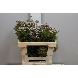 Brunia Nodiflora (spray Brunia)