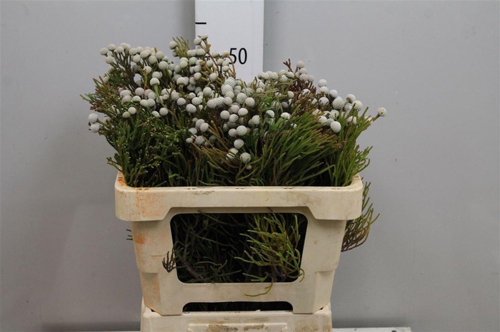 <h4>Brunia Nodiflora (spray Brunia)</h4>