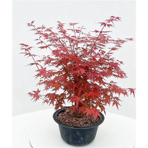 <h4>Acer palmatum 'Deshojo', in 23cm trainingspot.</h4>