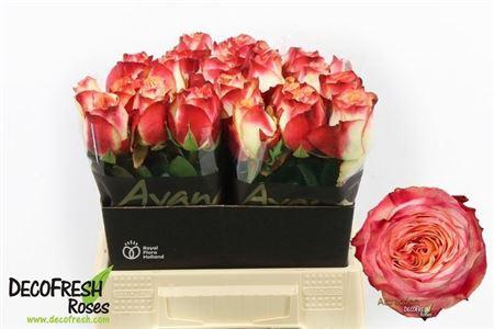 <h4>R Gr Attraction</h4>