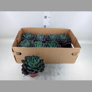 Echeveria   ...