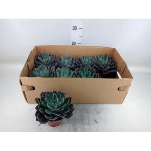 Echeveria   ...
