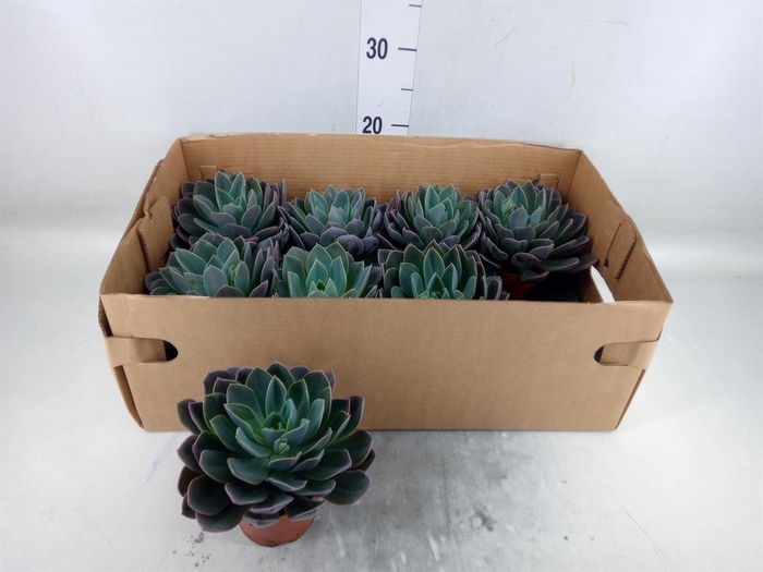 <h4>Echeveria   ...</h4>