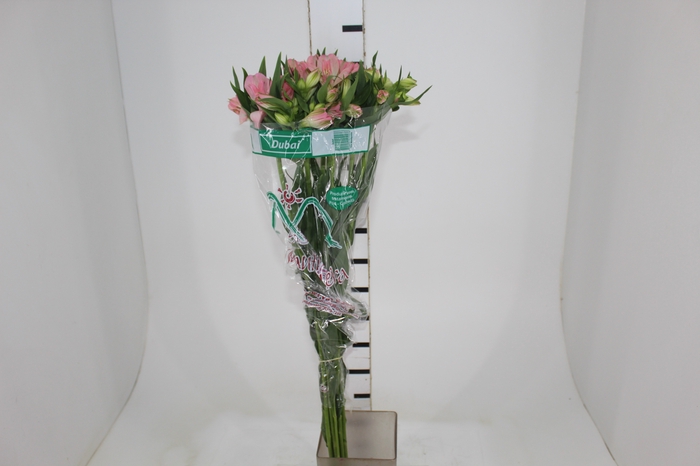 <h4>ALSTROEMERIA DUBAI 080 CM</h4>