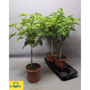 PEL GRAV LEMON TREE