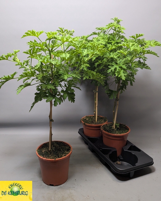 <h4>PEL GRAV LEMON TREE</h4>