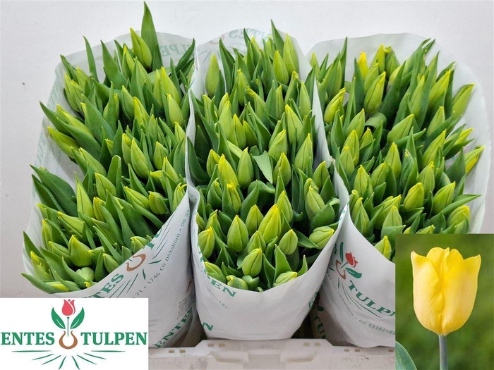 <h4>Tu En Strong Gold</h4>