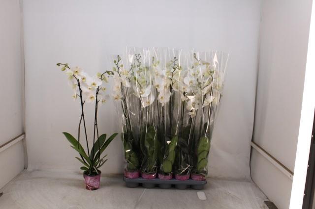 <h4>PHAL OV WIT</h4>