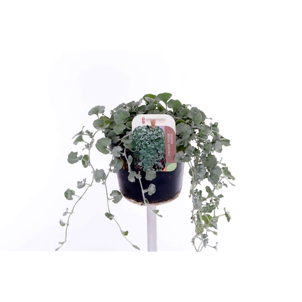Dichondra argentea Silver Falls