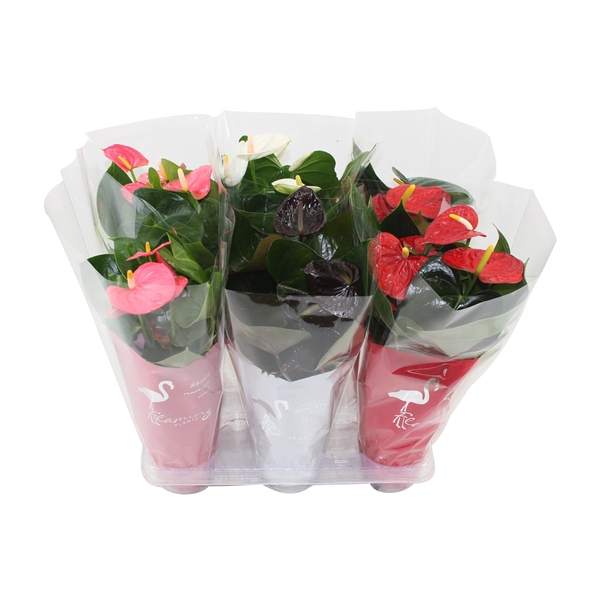 <h4>Anthurium Flamingomix 12cm in sierhoes</h4>