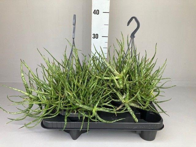 <h4>Aloe Bakerii</h4>