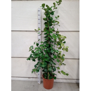 Ficus natalensis 'Trinova'
