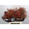 Rozenbottel Autumn Rosefruits