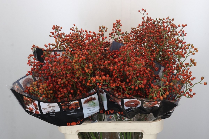 Rozenbottel Autumn Rosefruits
