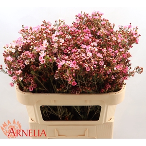 Chamelaucium Sarah's Delight