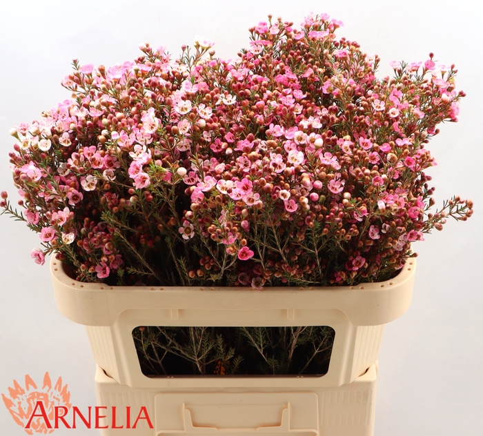 <h4>Chamelaucium Sarah's Delight</h4>