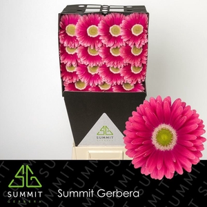 Gerbera Unique Diamond