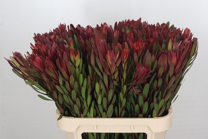 Leucadendron Safari Sunset