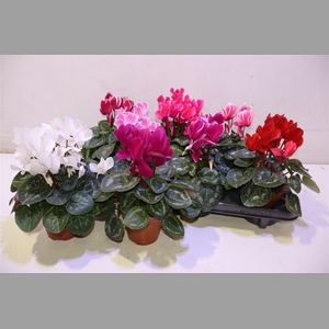 Cycl Md Sup Allure Mix