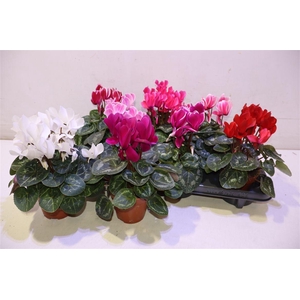 arr8 Cycl Md Sup Allure Mix