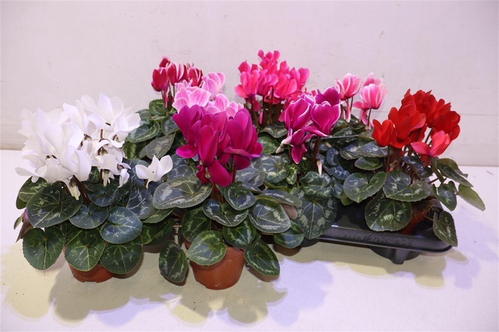 <h4>Cycl Md Sup Allure Mix</h4>