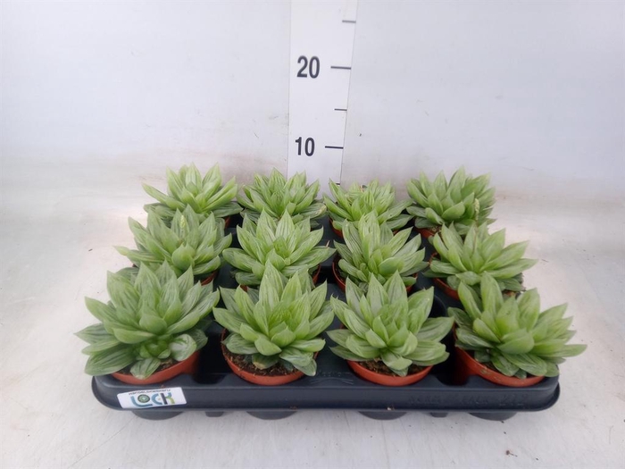 <h4>Haworthia   ...</h4>