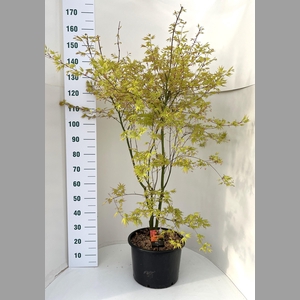 ACER PA ORANGE DREAM