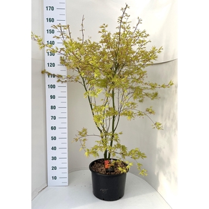 ACER PA ORANGE DREAM