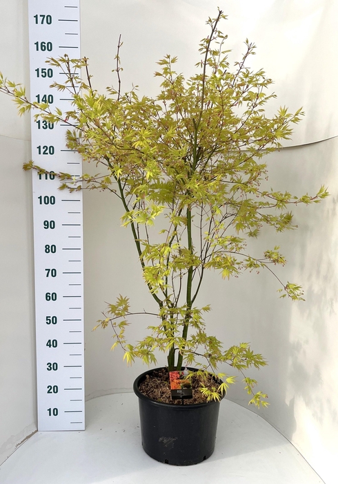 <h4>ACER PA ORANGE DREAM</h4>