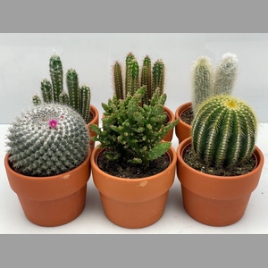 CACTUS GEM