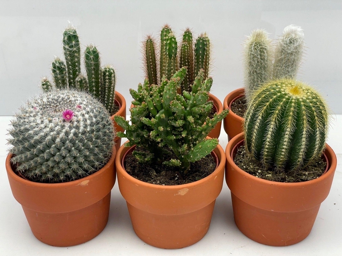 <h4>CACTUS GEM</h4>