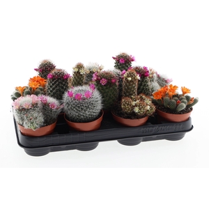 Mammillaria bloei mix