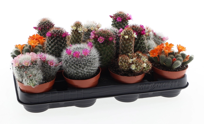 <h4>Mammillaria bloei mix</h4>