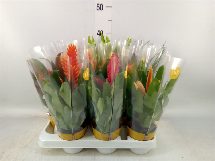 <h4>Bromelia   ...mix</h4>