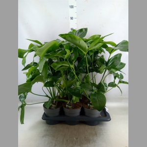Philodendron  'Fun Bun'