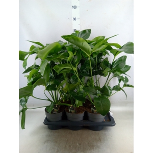 Philodendron  'Fun Bun'