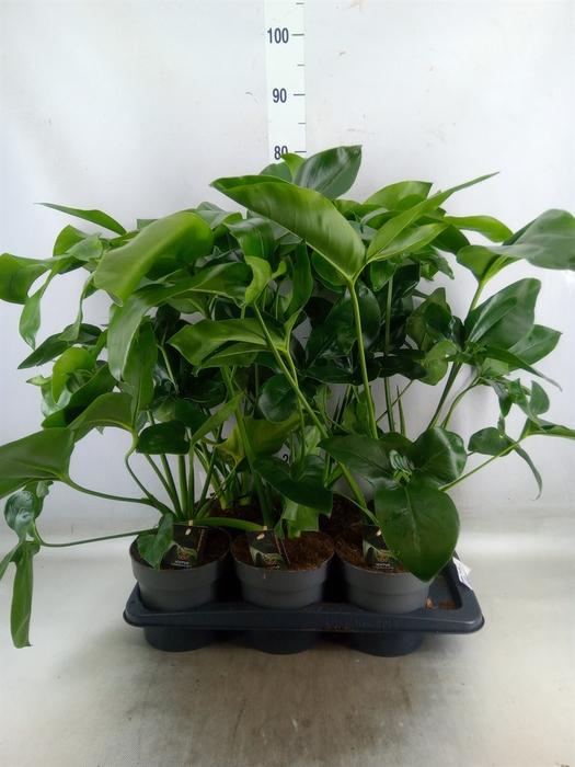 <h4>Philodendron  'Fun Bun'</h4>