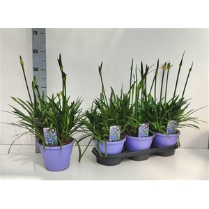 Agapanthus Crystal Line(r) Lichtbla
