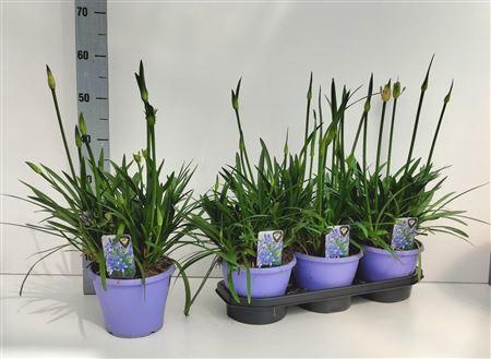 <h4>Agapanthus Crystal Line(r) Lichtbla</h4>