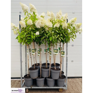 HYDRANGEA PAN. 'GRANDIFLORA' OP STA