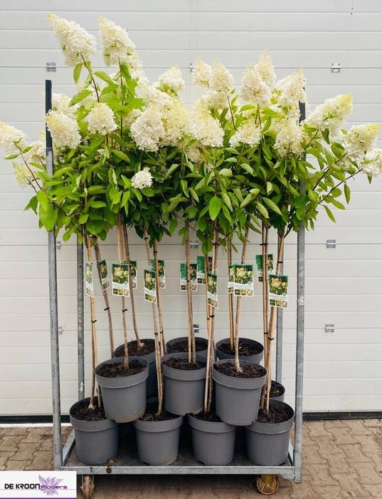 <h4>HYDRANGEA PAN. 'GRANDIFLORA' OP STA</h4>