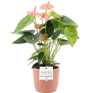 Anthurium Spirit in Pure Floor ceramics