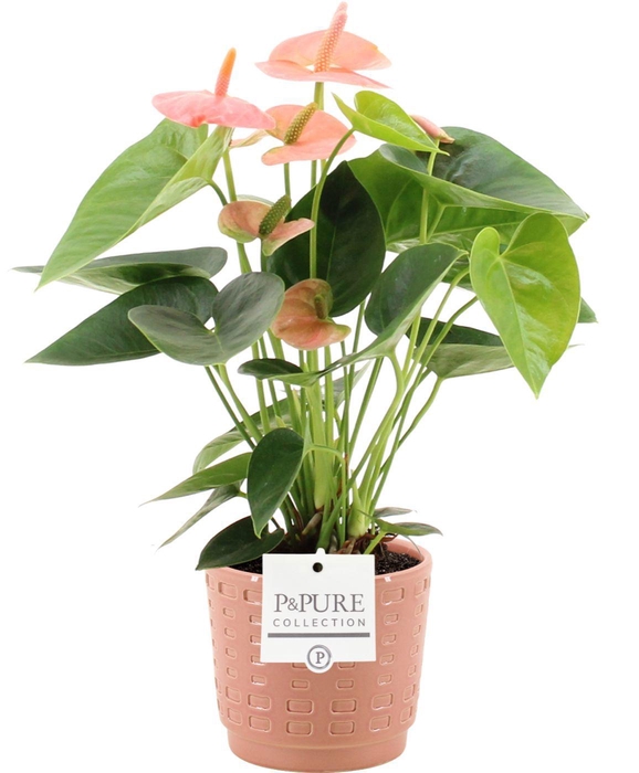 <h4>Anthurium Spirit in Pure Floor ceramics</h4>