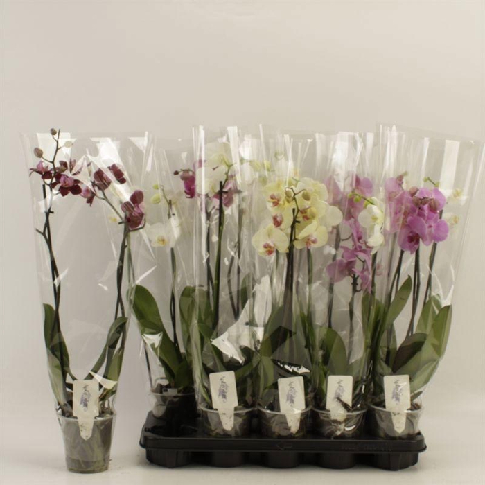 <h4>PHAL GEM</h4>