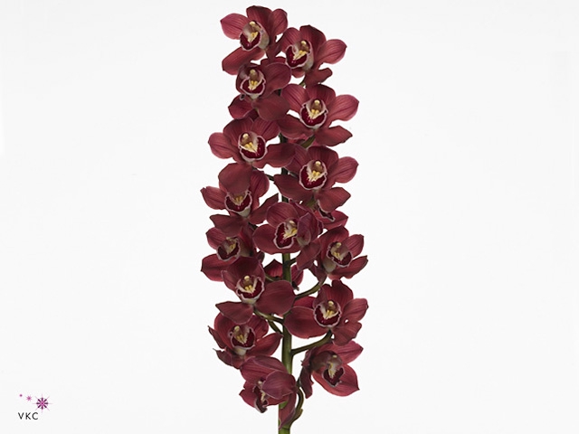 CYMB T AUSTRALIA RED